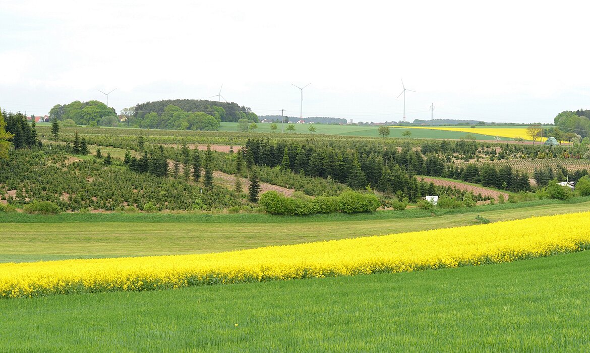 Sanfte Hügel, leuchtende Rapsfelder und strukturierte Baumreihen – dieses Panorama vereint nachhaltige Landwirtschaft mit erneuerbarer Energie. Die Windräder am Horizont setzen ein klares Zeichen für zukunftsorientierte Landnutzung. Ein harmonisches Zusammenspiel von Natur, Kultur und Technik.